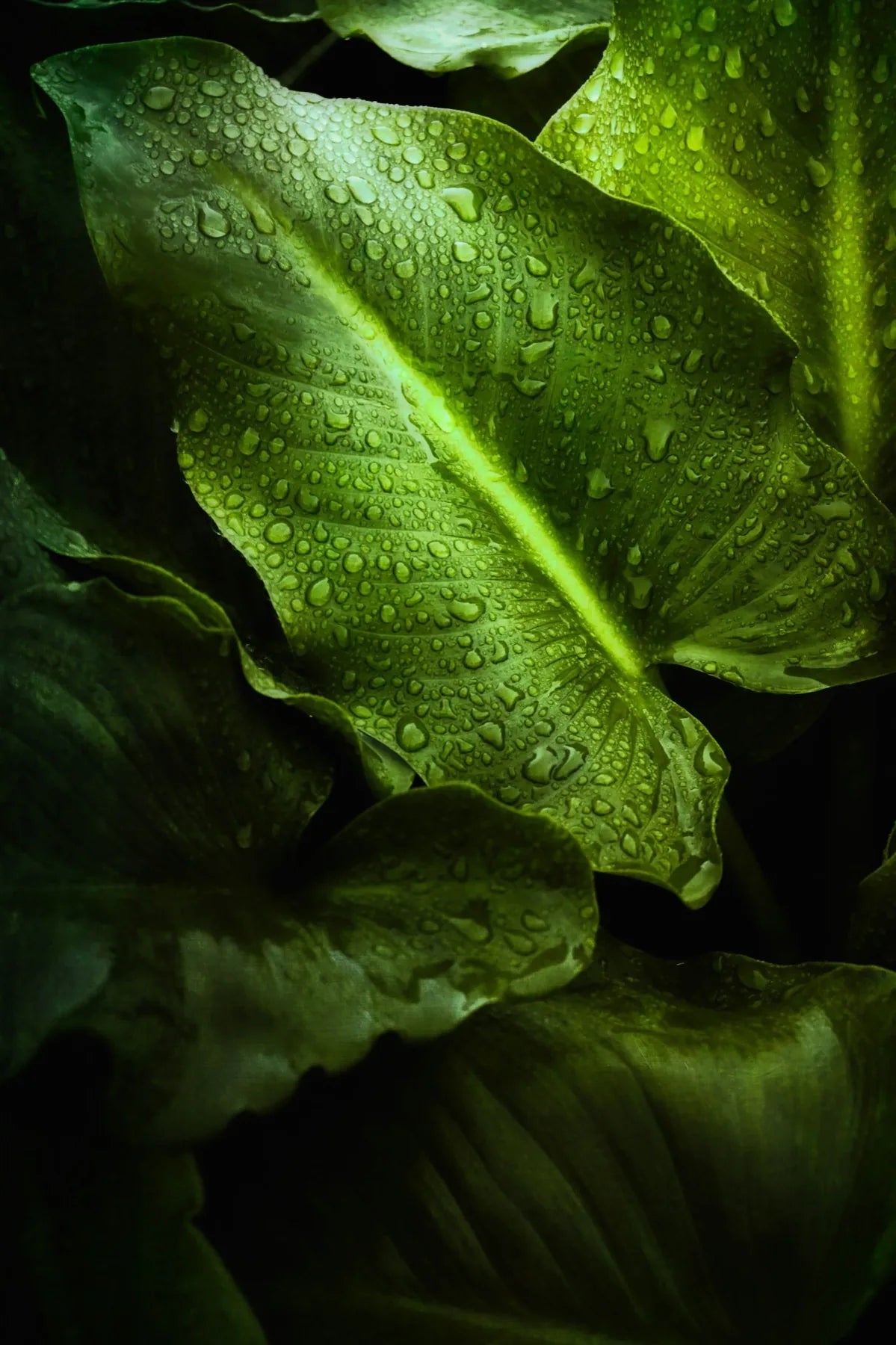 Explore Ingredients